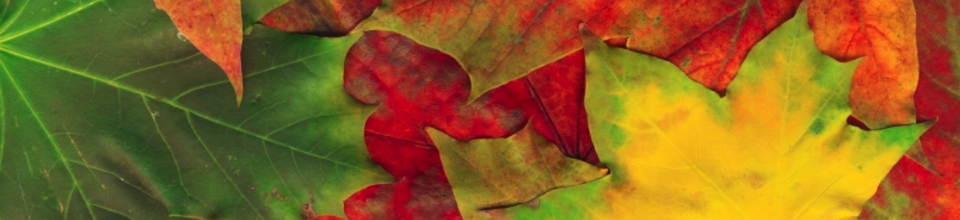 leaves in all shades